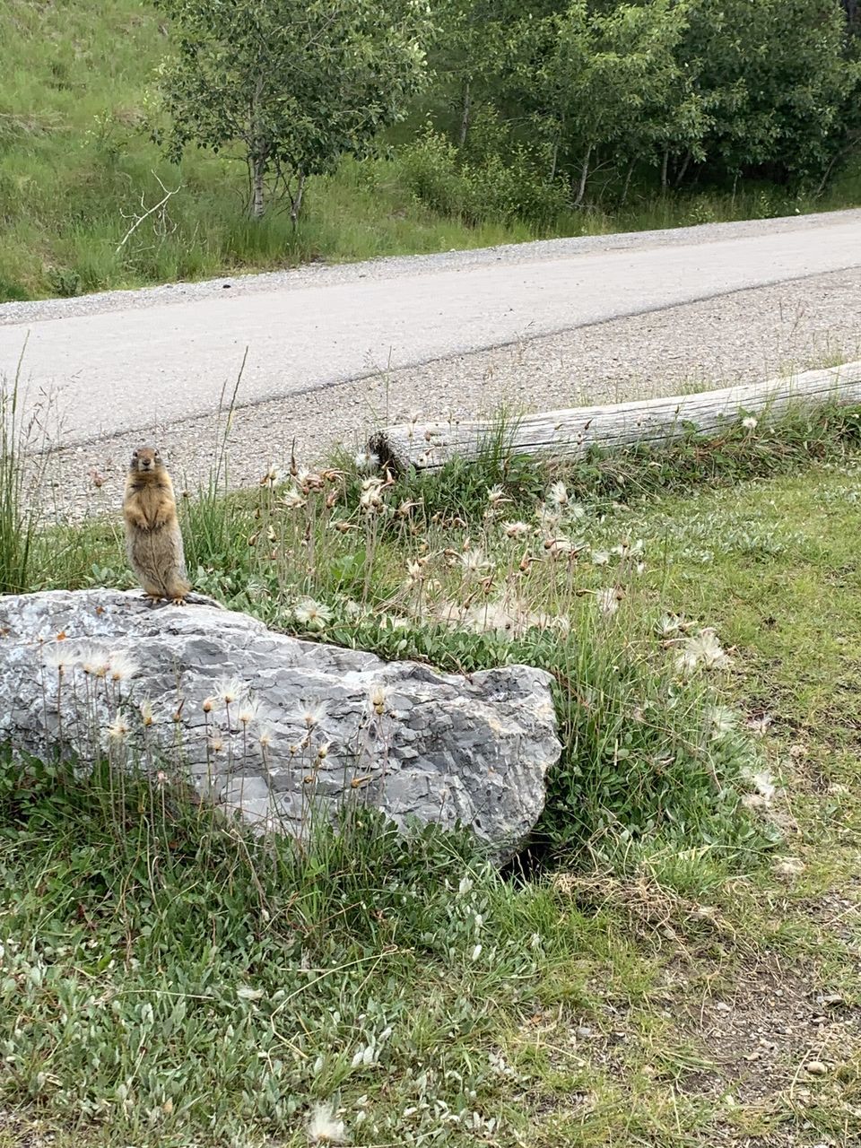 VIEW OF AN ANIMAL ON FIELD