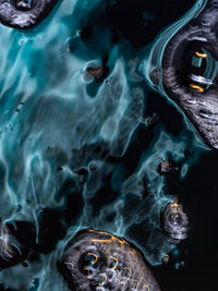 High angle view of turtle in sea