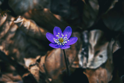 Close-up of purple crocus flower