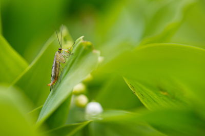 Scorpionfly sitting on a lily of the valley leaf