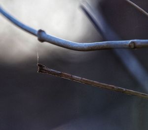 Close-up of lizard