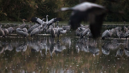 Flock of birds in lake