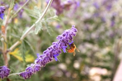 Close-up of bee on purple flower