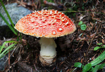 Close-up of fly agaric mushroom