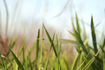 Close-up of stalks in field against sky