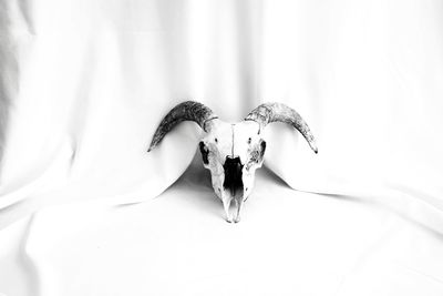 Close-up of white butterfly on wall at home