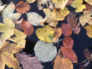 High angle view of leaves in water