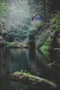 Scenic view of river amidst trees and plants in forest