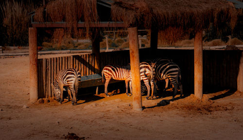 View of horse in zoo