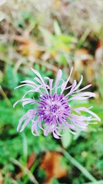 Close-up of flower blooming outdoors