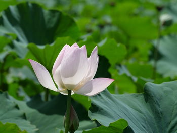 Close-up of lotus water lily