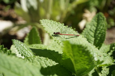 Close-up of insect on leaves