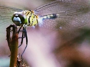 Close-up of dragonfly on flower