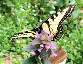 Close-up of butterfly pollinating flower