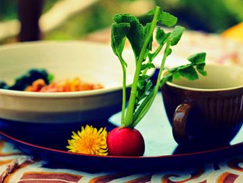 Close-up of potted plant