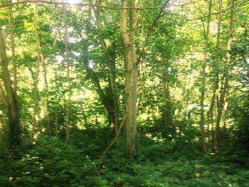 Bamboo trees in forest