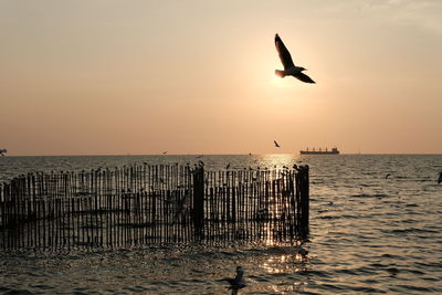 Seagull flying over sea against sky