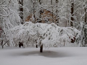 Trees on snow covered landscape