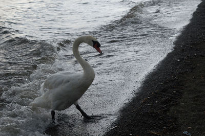 View of swan on beach