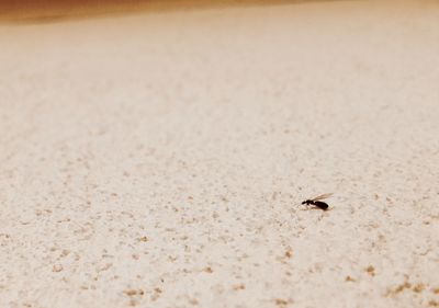 Close-up of insect on sand