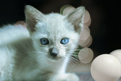 Close-up portrait of white cat