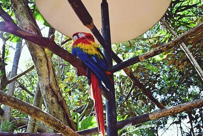 Low angle view of parrot perching on tree