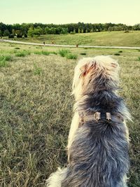 View of dog on field