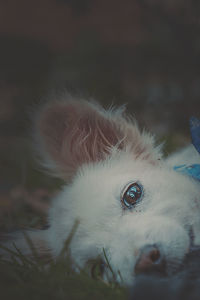 Close-up portrait of puppy