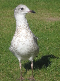 Close-up of peacock on field