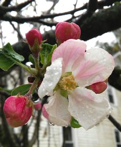 Close-up of pink rose