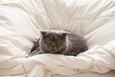 Portrait of cat relaxing on bed