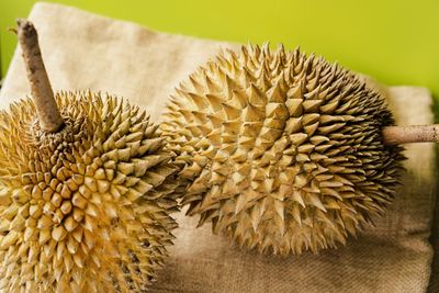 High angle view of spiked plant against gray background