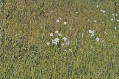 High angle view of daisies blooming in field