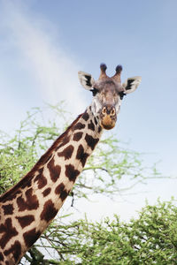 Portrait of giraffe