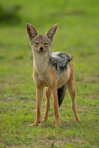 Black-backed jackal stands on grass closing eyes