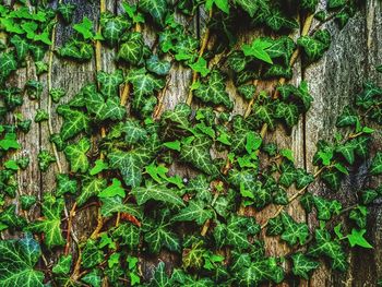 Full frame shot of ivy growing on wall