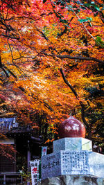 Trees growing in cemetery during autumn