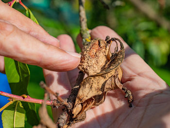 Farmer shows the rotten peach on a branch. peach tree diseases of fungi and mold.