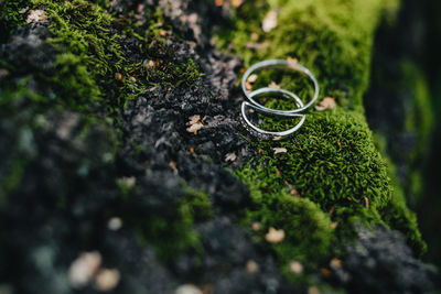 Close-up of moss growing on rock