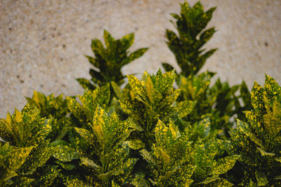 Close-up of fresh green plants