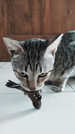 animal