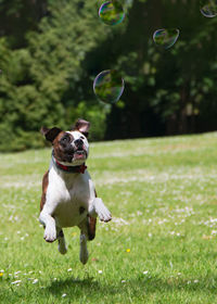 Dog playing with bubbles