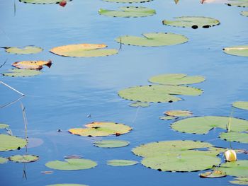 High angle view of lotus water lily in lake