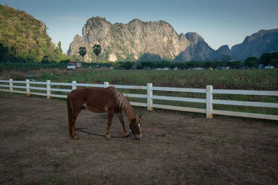 Horse standing on field against mountain