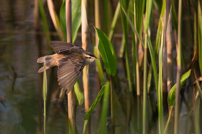 Close-up of bird flying over lake