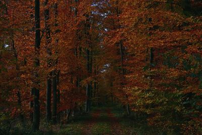 Trees in forest during autumn