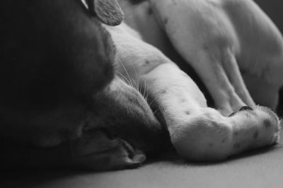 Close-up of dog sleeping