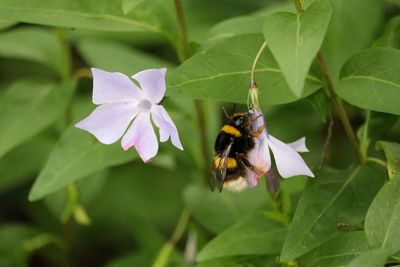 Close-up of bee on flower