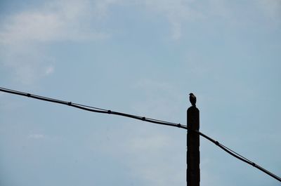 Low angle view of bird perching on cable against sky