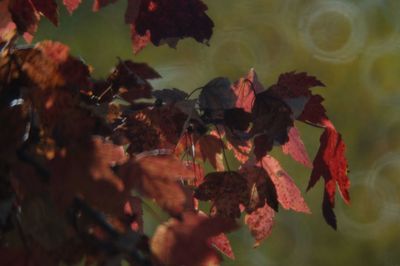 Close-up of autumn leaves